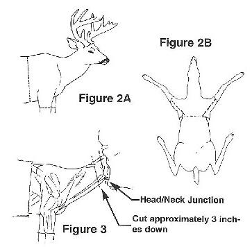 A note from me to you From the bottom of my heart—thank you for being here. It means the world to me that you're considering trusting Cold Shoulder Taxidermy with something as personal and meaningful as your trophy. I don’t take that lightly. Your piece is special. Whether it